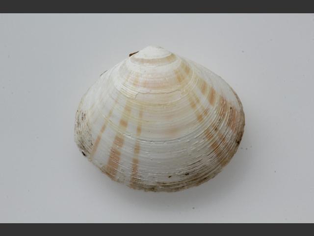 Arcopagia balaustina Marine Bivalve Images