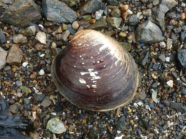 Arctica islandica Icelandic cyprine Marine Bivalve Images