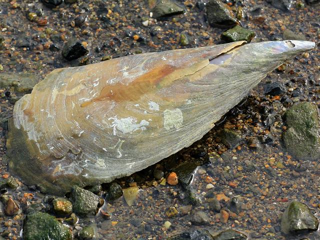 Atrina fragilis Fan mussel Marine Bivalve Images