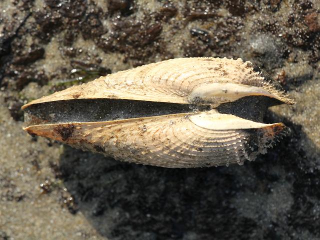 Barnea candida White Piddock Marine Bivalve Images