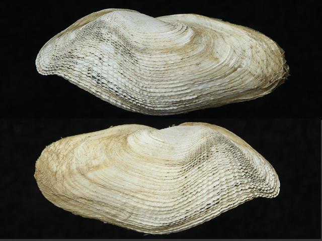 Barnea parva Little Piddock Marine Bivalve Images