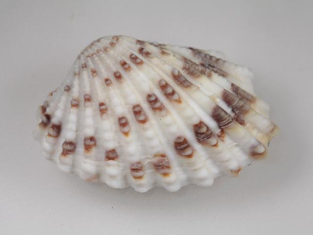Cardites floridanus synonym Carditamera floridana Broad ribbed carditid Marine Bivalve Images