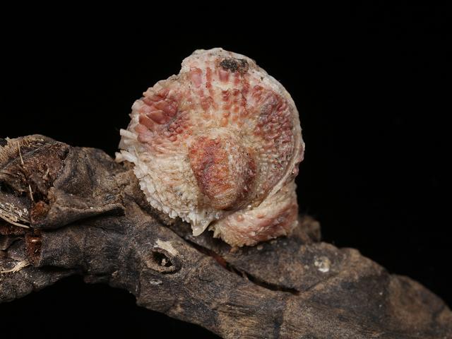 Chama gryphoides jewel box clam Marine Bivalve Images