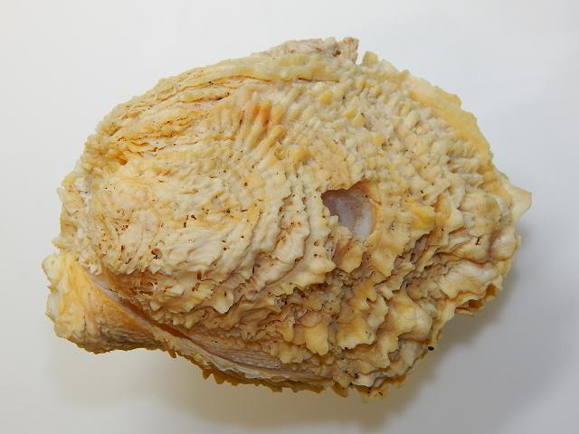 Chama macerophylla Leafy jewel box clam Marine Bivalve Images