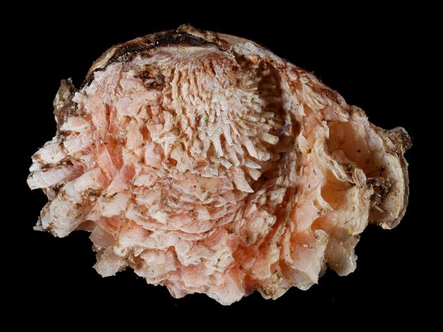 Chama species jewel box jewelbox clam in stone crab trap buoy west coast Ireland Marine Bivalve Images