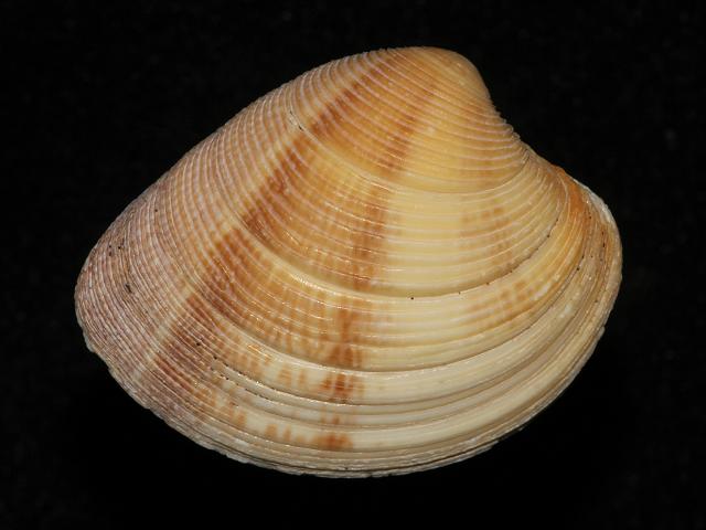 Chamelea gallina Striped Venus Marine Bivalve Images