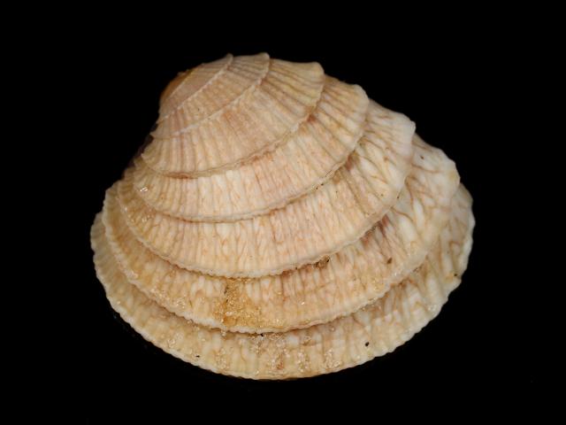 Chione cancellata Cross barred venus Marine Bivalve Images