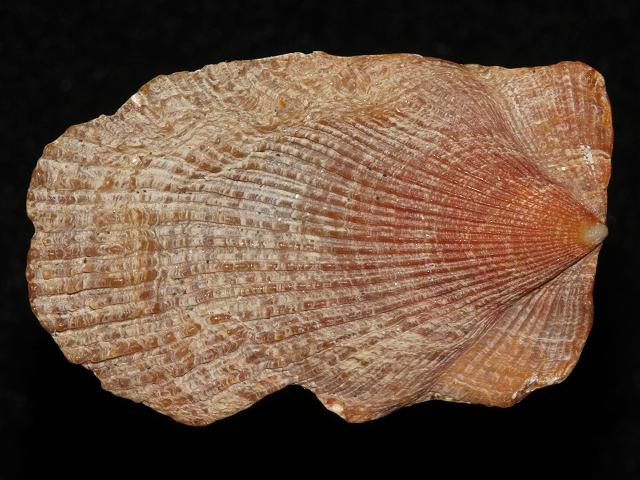 Talochlamys pusio synonym Chlamys distorta Humpback Scallop