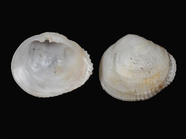Choristodon robustus Atlantic petricolid Marine bivalve images