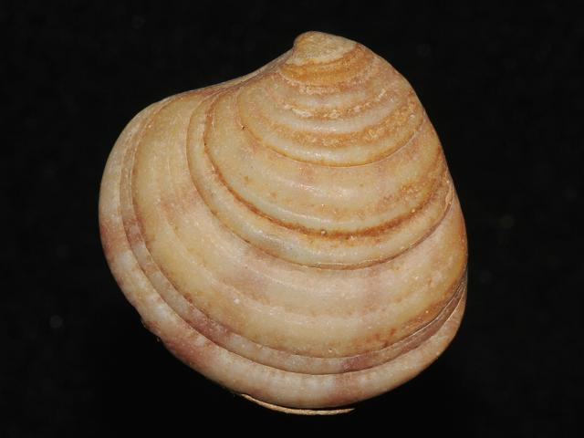 Clausinella fasciata Banded Venus Marine Bivalve Images