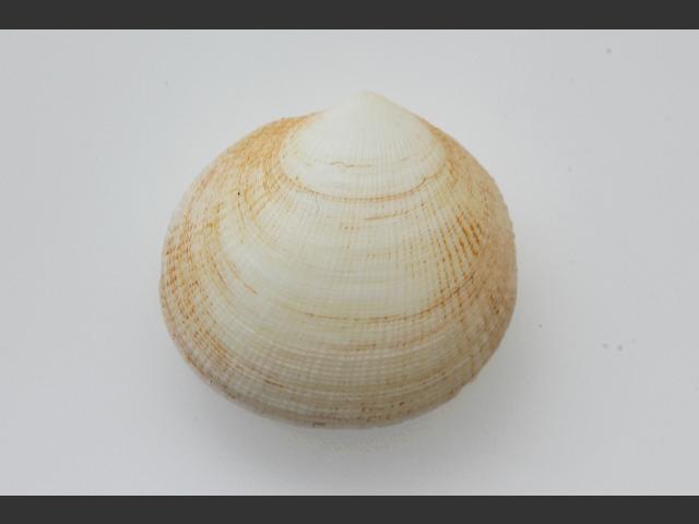 Ctena decussata Marine Bivalve Images