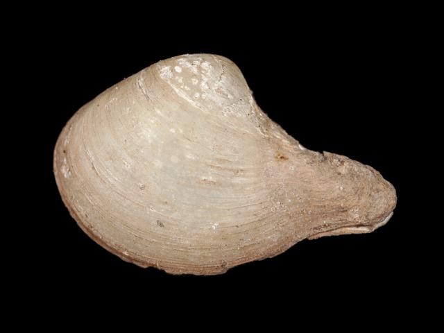 Cuspidaria cuspidata Marine Bivalve Marine Bivalve Images