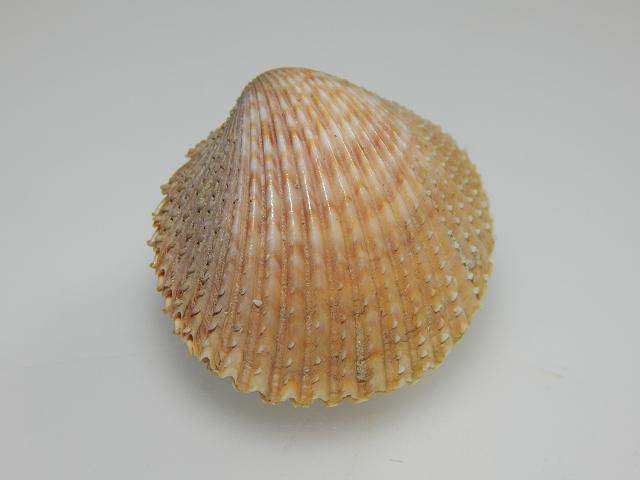 Dallocardia trachycardium muricata Yellow cockle marine bivalve images