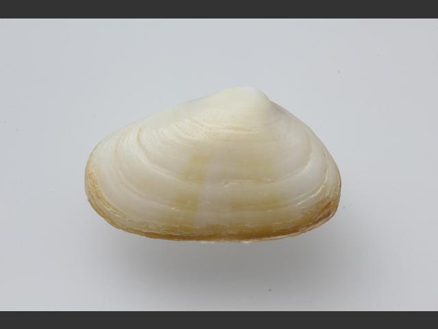 Donacilla cornea Marine Bivalve Images