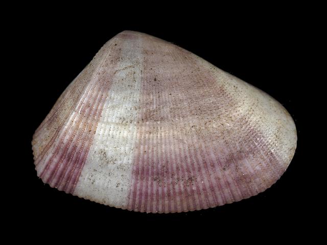 Donax denticulatus Caribbean coquina Marine bivalve images