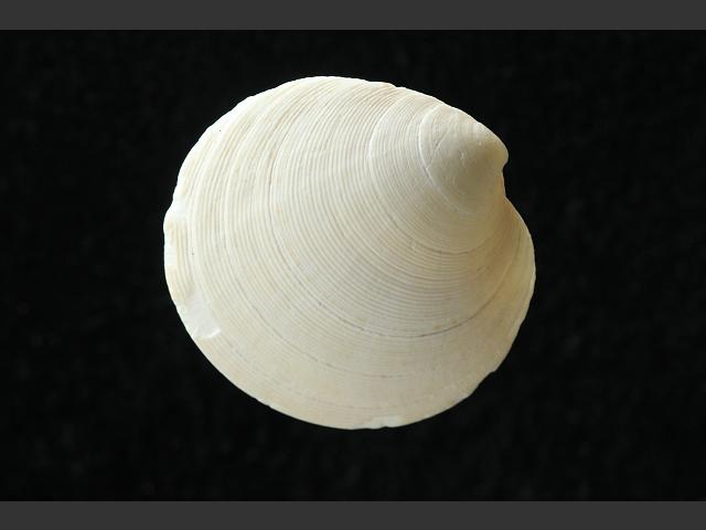 Dosinia exoleta Rayed Artemis Marine bivalve images