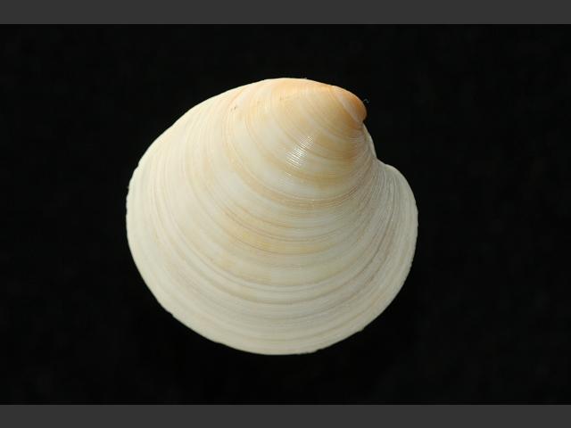 Dosinia lupinus Smooth Artemis Marine Bivalve Images