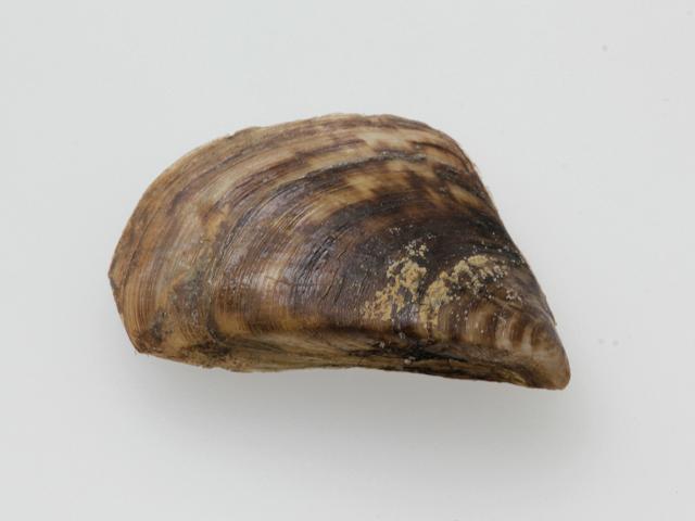 Dreissena polymorpha Zebra mussel Marine Bivalve Images
