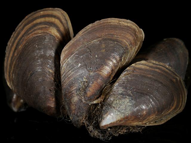 Dreissena rostriformis bugensis Quagga mussel Marine Freshwater Brackish Bivalve Images