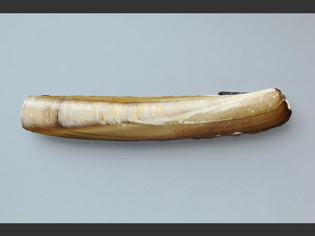 Ensis leei directus americanus non native species American jack knife clam Marine Bivalve Images