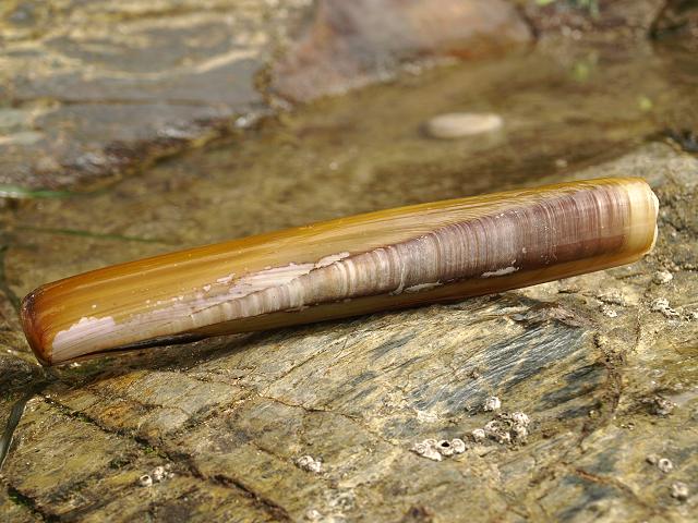 Ensis siliqua Pod Razor or Razor Shell