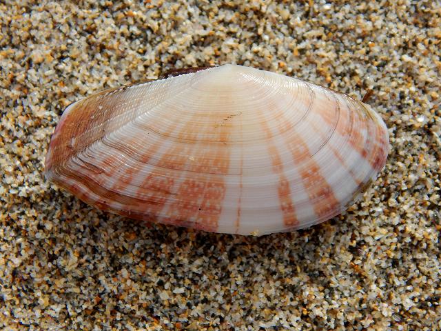 Gari fervensis Faroe Sunset Shell