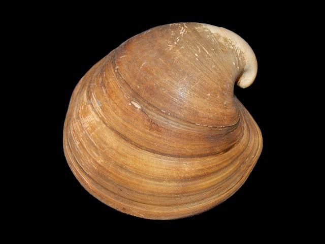 Glossus humanus Ox heart cockle Marine Bivalve Images