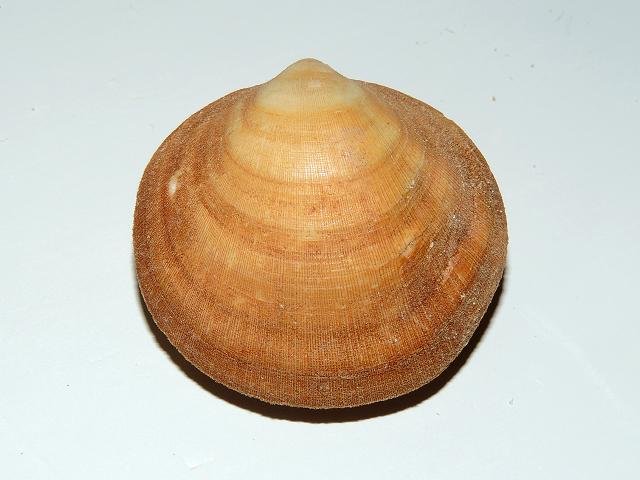 Glycymeris bimaculata Dog Cockle Marine Bivalve Images