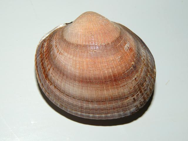Glycymeris nummaria Dog Cockle Marine Bivalve Images