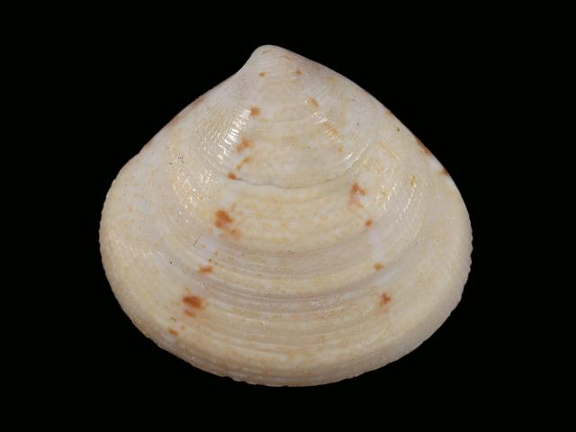 Gouldia cerina Waxy gouldclam Marine bivalve images