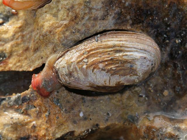 Hiatella arctica Wrinkled rock borer or Red nose Marine Bivalve images
