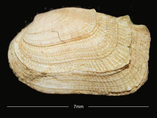 Irus Irus Rock Venus Marine Bivalve Images