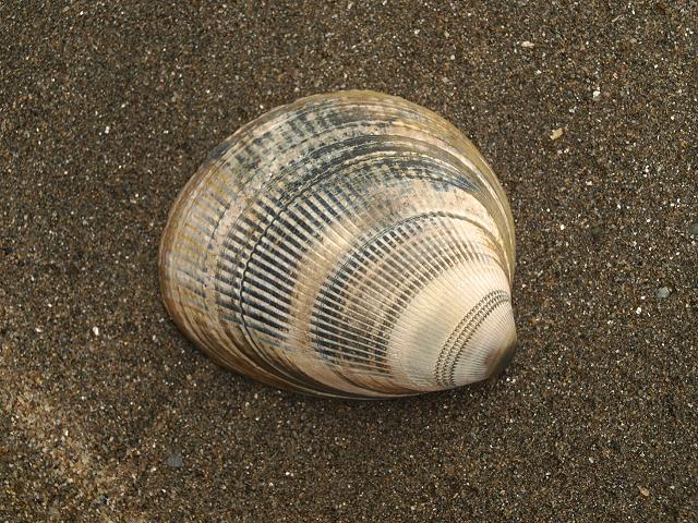Laevicardium crassum Smooth cockle marine bivalve images