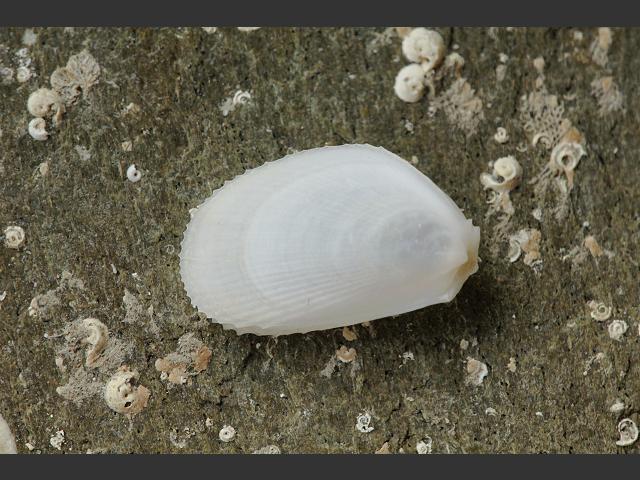 Limaria hians Gaping file or Flame shell Marine Bivalve Images