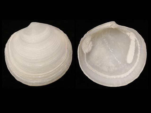 Lucinoma borealis or Lucina borealis Northern Lucina Marine Bivalve Images