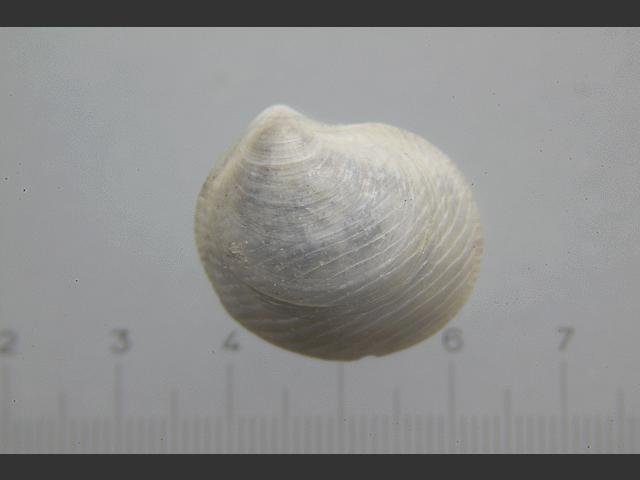 Lucinella divaricata Marine Bivalve Images