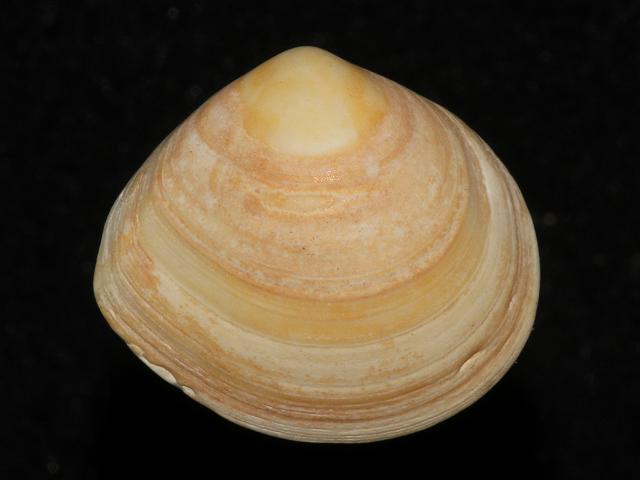 Macoma balthica Baltic Tellin Marine Bivalve Images
