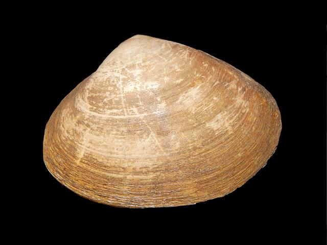 Mactra glauca Glaucous trough shell Marine Bivalve Images