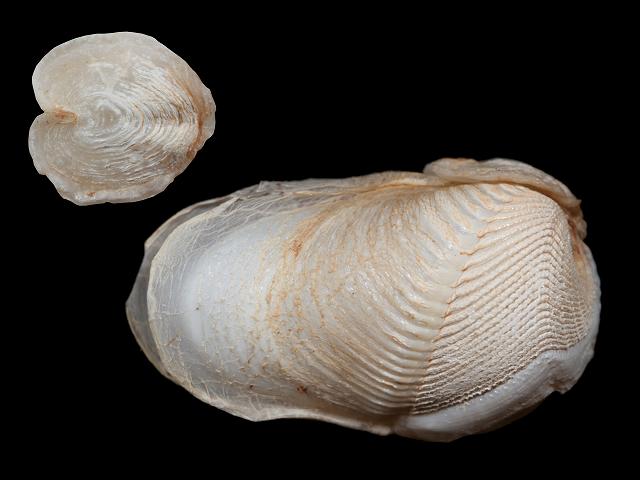 Martesia fragilis Pelagic Wood Piddock Coconut UK Marine Bivalve Images