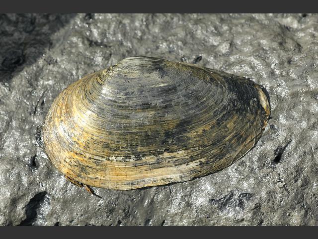 Mya arenaria Sand Gaper Old Maid or Softshell Clam Marine Bivalve Images