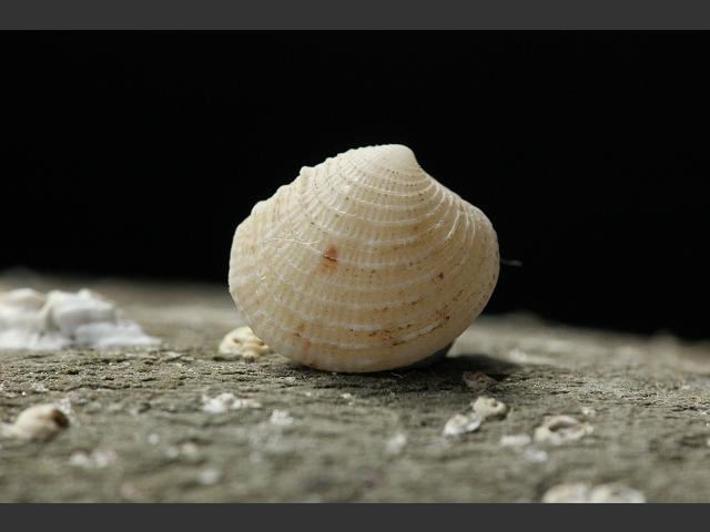 Myrtea spinifera Prickly lucina Marine Bivalve Images