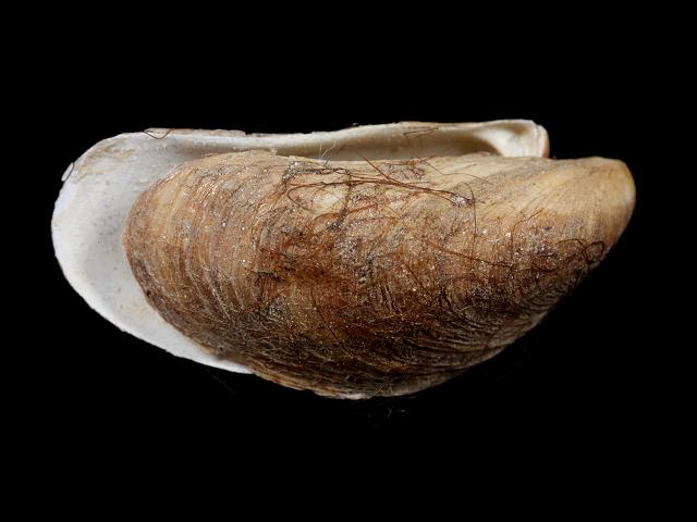 Mytilopsis leucophaeata Conrads or Dark false mussel shell Marine Bivalve Images