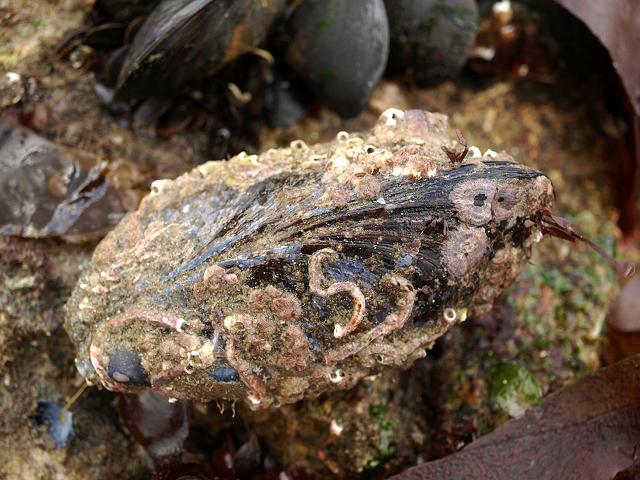 Mytilus edulis Common or Blue Mussel