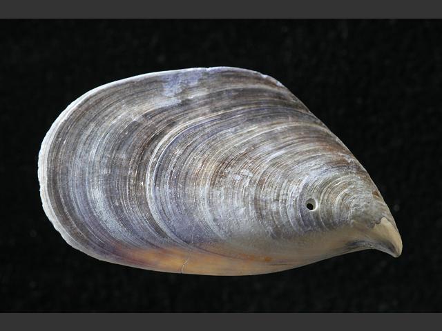 Mytilus galloprovincialis Galician or Padstow Mussel