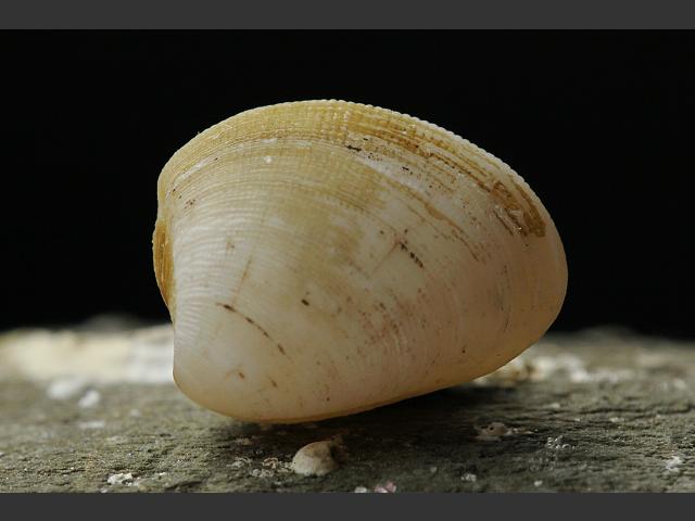 Nucula sulcata Furrowed nut shell