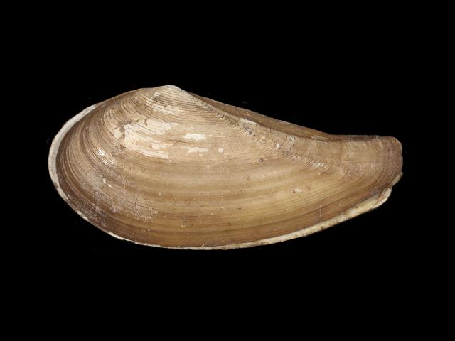 Nuculana pernula Northern nutclam Marine Bivalve Images