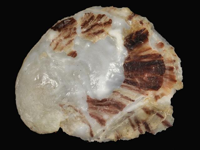 Ostrea stentina equestris Crested or Horse oyster Marine Bivalve Images