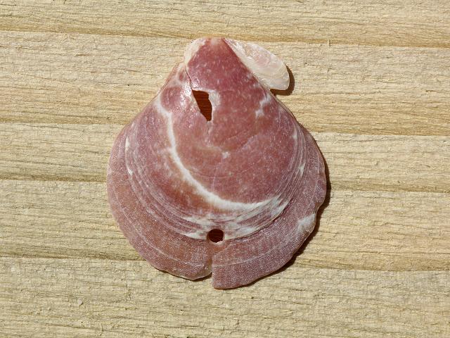 Palliolum tigerinum Tiger scallop Marine Bivalve Images