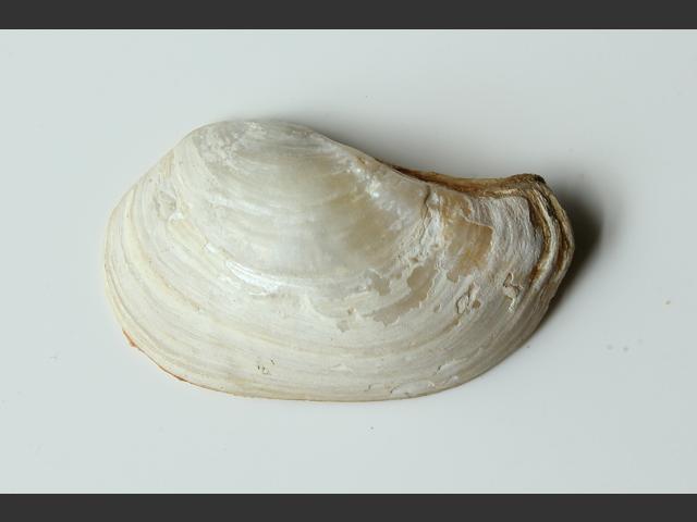 Pandora inaequivalvis Pandora shell Marine Bivalve Marine Bivalve Images