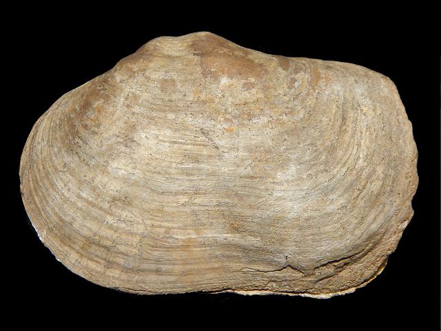Panomya norvegica Arctic roughmya Marine Bivalve Images